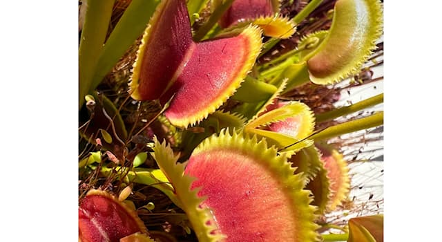 Nature Trivia Question: Venus flytraps are native to what continent?
