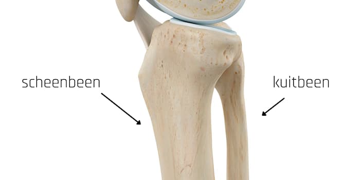 Wetenschap Trivia Vraag: Wat is de latijnse benaming voor het dijbeen?