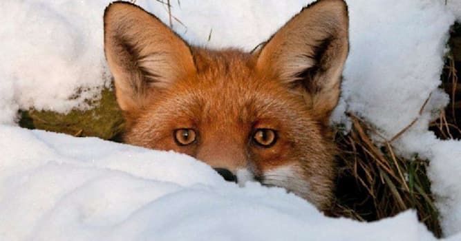 Naturaleza Pregunta Trivia: ¿Cómo se llama a una zorra hembra?