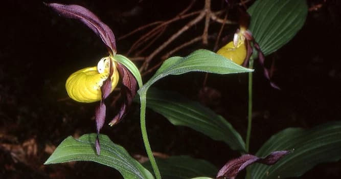 Nature Question: Quelles fleurs suivantes sont protégées par la loi en Roumanie ?