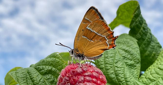 natura Pytanie-Ciekawostka: Co to za gatunek motyla?