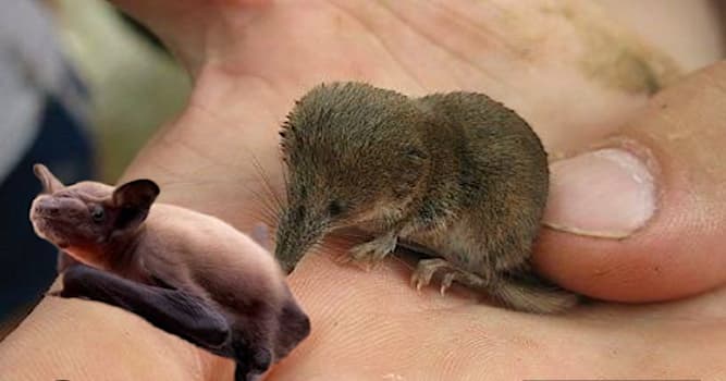 Naturaleza Pregunta Trivia: ¿Cuál es el mamífero más pequeño del mundo?