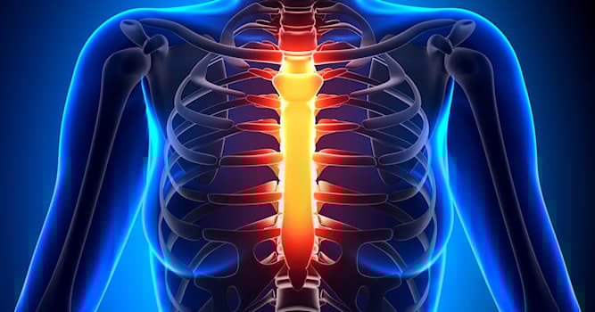 Wetenschap Trivia Vraag: In welk deel van het menselijk lichaam bevindt zich het borstbeen?