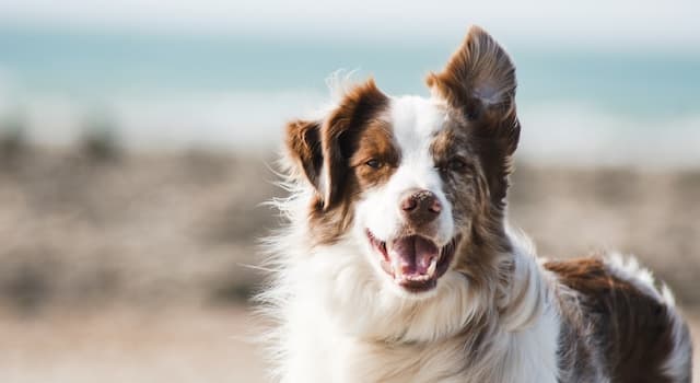 Natuur Trivia Vraag: In welk opzicht zijn honden superieur aan mensen?