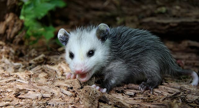 Is it possible for an opossum to... | Trivia Questions | QuizzClub