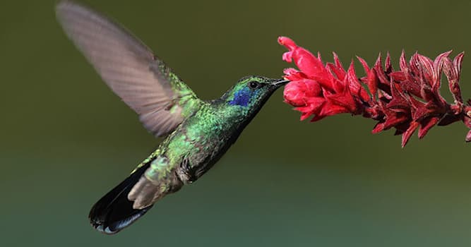 Doğa Trivia Sorusu: Geriye doğru uçabilen tek kuş hangisidir?