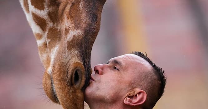 Природа Вопрос: На сколько шейных позвонков у жирафа больше чем у человека?