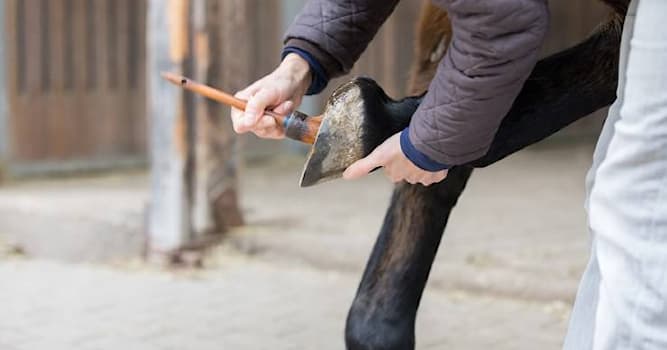 Natuur Trivia Vraag: Welke dieren kunnen last hebben van hoefzweren?