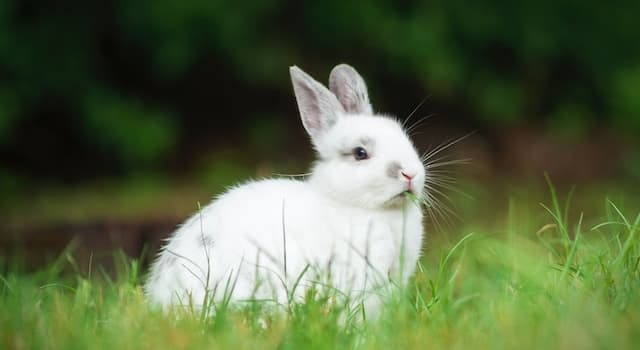 natura Pytanie-Ciekawostka: Króliki rodzą się niezdolne do jakiej czynności?