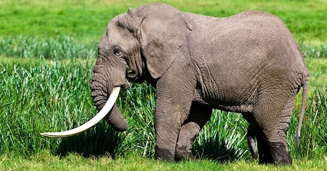 What are elephants' tusks made of? | Trivia Questions | QuizzClub