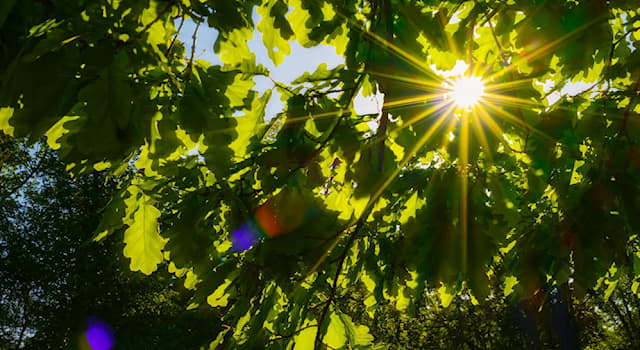 Maatschappij Trivia Vraag: Welke kleur wordt de (blankere) huid onder teveel zon?