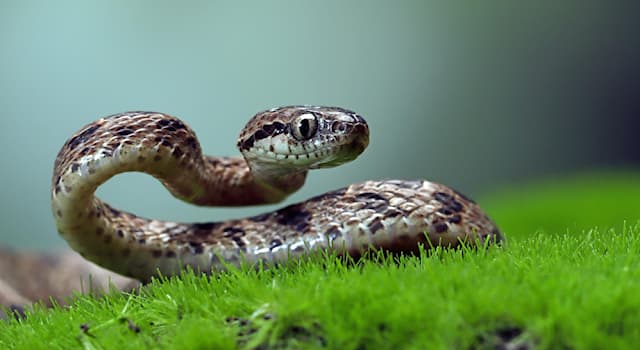 Natuur Trivia Vraag: Wat voor soort dier is een slang?