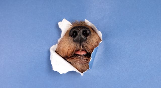 Películas Pregunta Trivia: ¿De qué raza era Beethoven, el famoso perro de la película de 1992?