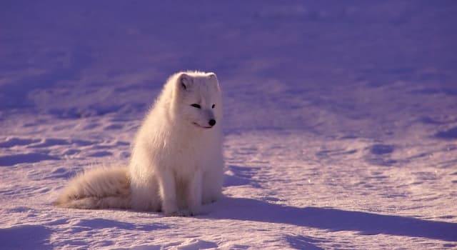 natura Pytanie-Ciekawostka: Które z tych zwierząt jest gatunkiem zagrożonym?