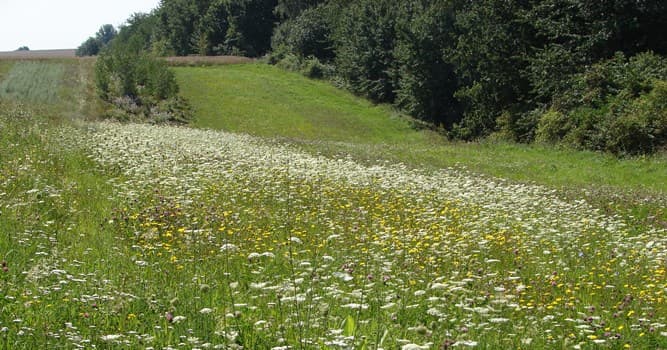 Nature Question: Qu'est-ce que le Plantago lanceolata ?