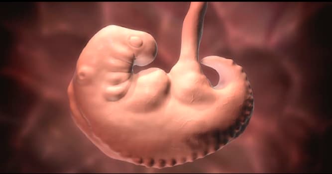 Bilim Trivia Sorusu: Gelişmemiş bir yavruya ne ad verilir?