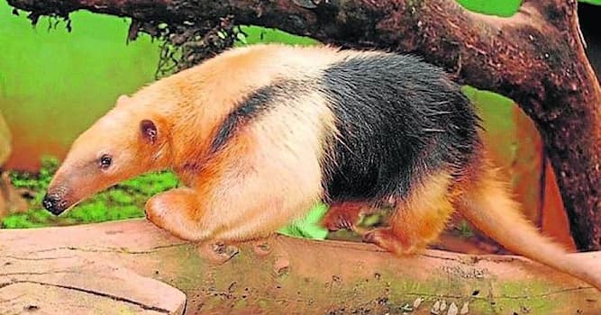 Naturaleza Pregunta Trivia: ¿En qué continente habita el oso hormiguero?