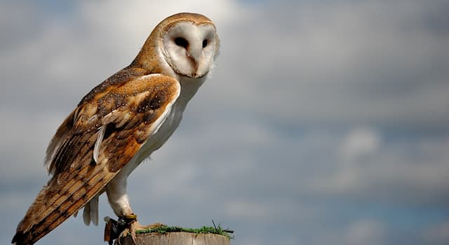Doğa Trivia Sorusu: Resimde hangi kuş görülmektedir?