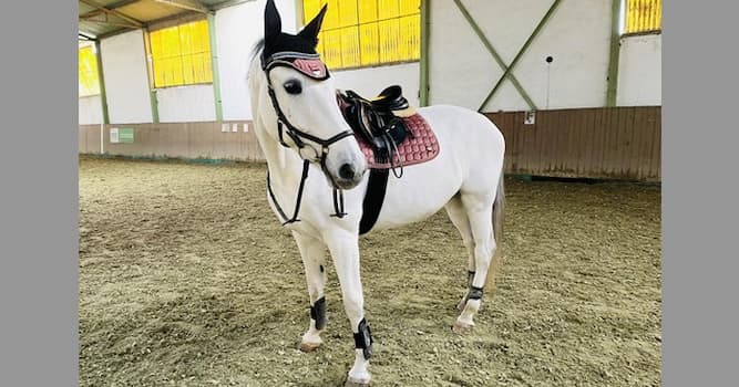 Nature Trivia Question: Which statement is correct?