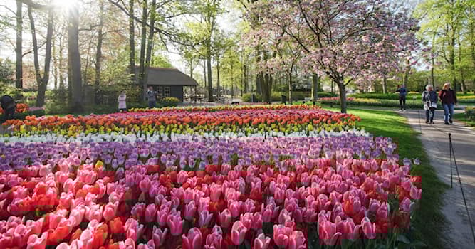 Natuur Trivia Vraag: Hoe belangrijk zijn bossen voor het ecosysteem evenwicht?