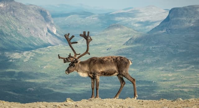 natura Pytanie-Ciekawostka: W którym z tych regionów można znaleźć renifery?