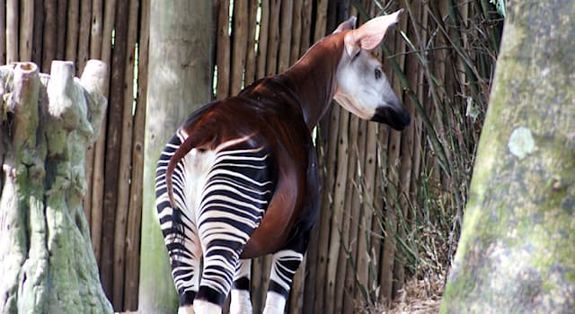 natura Pytanie-Ciekawostka: W którym kraju znajduje się Park Narodowy Okapi?