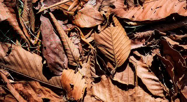 Science Trivia Question: What gas is produced by rotting vegetation?