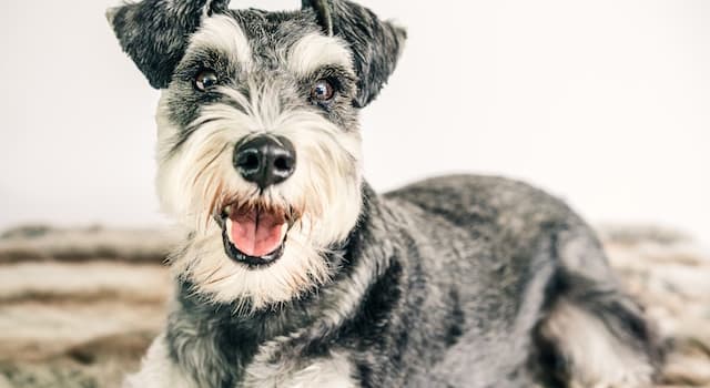 Doğa Trivia Sorusu: Aşağıdakilerden hangisi bir Alman köpek ırkıdır?