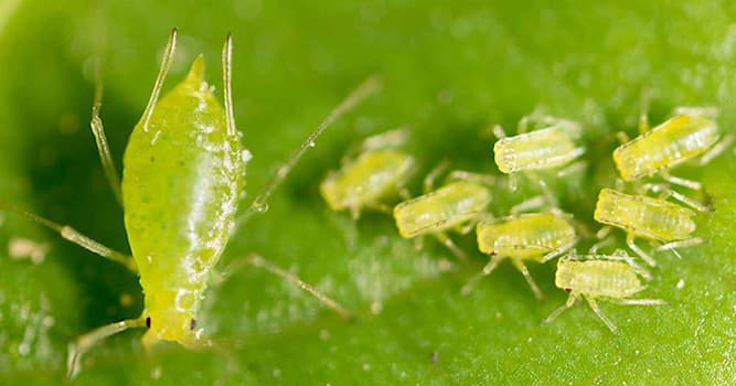 Natuur Trivia Vraag: Wat zijn bladluizen?