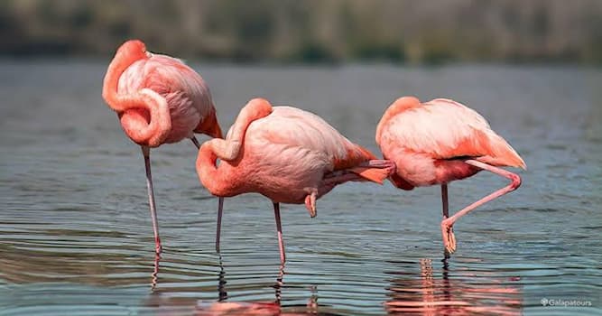 Los flamencos De-que-se-alimentan-los-flamingos