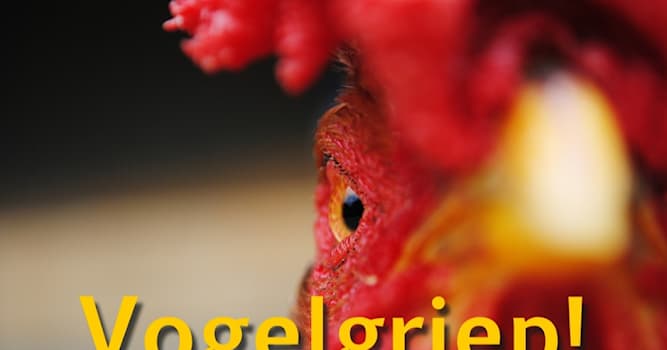 Wetenschap Trivia Vraag: Het dodelijke vogelgriepvirus heeft ook een cijfer-lettercombinatie. Welke?