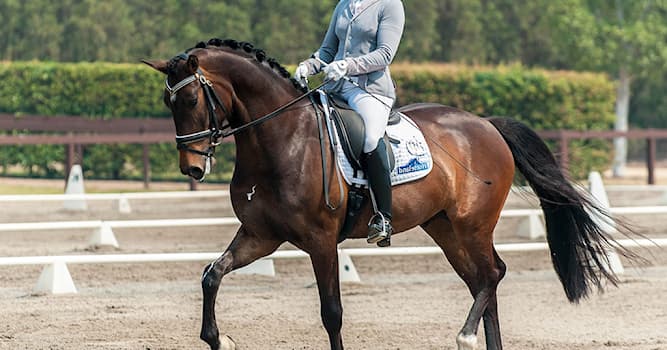 Sport Trivia Vraag: Hoe noem je het als je met je paard een wedstrijd rijd waar je zo netjes mogelijk moet rijden?