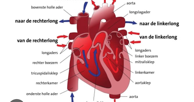 Wetenschap Trivia Vraag: Hoeveel kamers vind je in het hart?