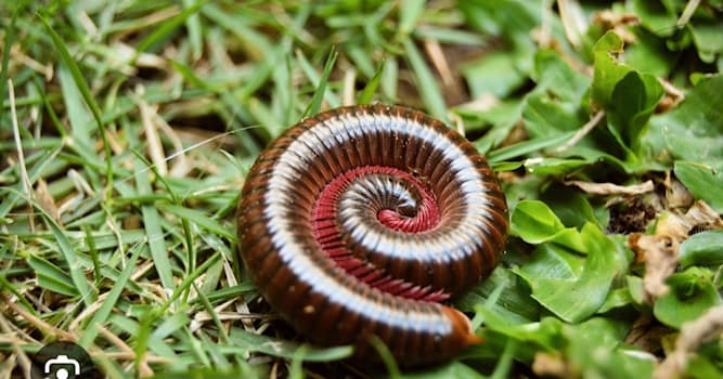 Natuur Trivia Vraag: Hoeveel poten heeft een duizendpoot?