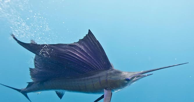 Nature Trivia Question: Which fish changes color like a chameleon?