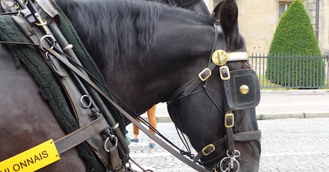 Cultura Pregunta Trivia: ¿Para qué colocan gringolas en los caballos de carrera?