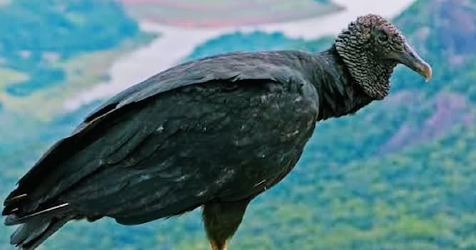 Doğa Trivia Sorusu: Resimdeki kuş hangisidir?