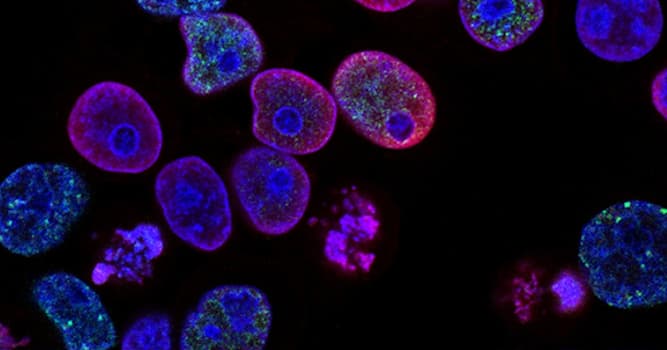 natura Pytanie-Ciekawostka: Czym jest komórka?
