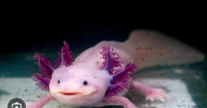 Natuur Trivia Vraag: Wat is een axolotl?