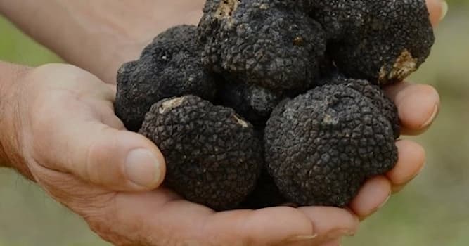 Natuur Trivia Vraag: Welk vrouwelijk dier zoekt zwarte truffels?