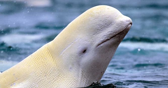 Natuur Trivia Vraag: Welke kleur heeft de Beluga walvis?