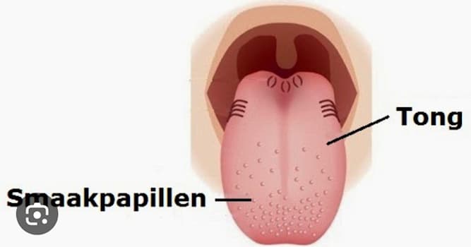 Wetenschap Trivia Vraag: Welke smaak proeft men achteraan de tong?