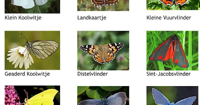 Natuur Trivia Vraag: Welke vlinder leeft het langst?