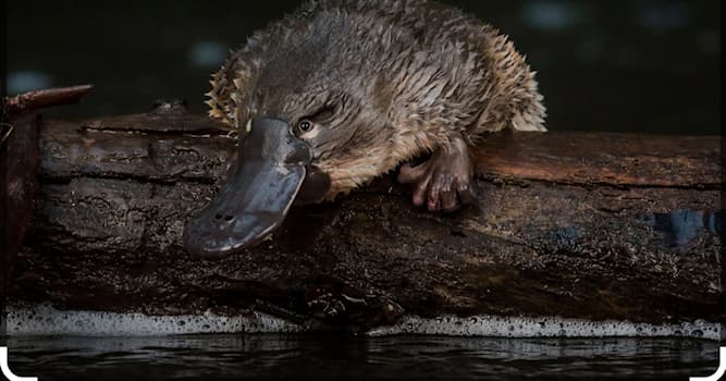 natura Pytanie-Ciekawostka: Jakie zwierze znajduje się na zdjęciu?