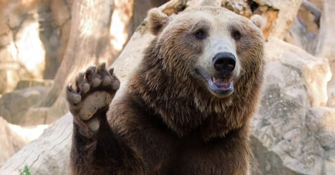 Общество Вопрос: Что означает фразеологизм "Медвежья услуга"?