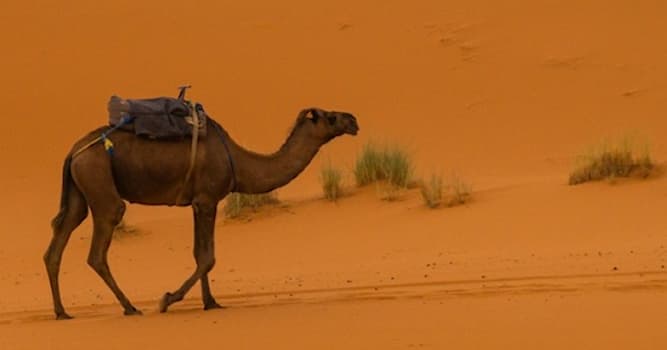 Kultura Pytanie-Ciekawostka: Które czworonożne zwierzę żyje na pustyni?