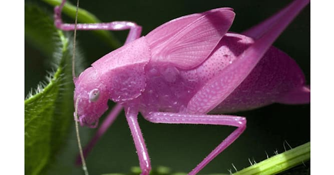Naturaleza Pregunta Trivia: ¿Cómo se llama esta especie rara?