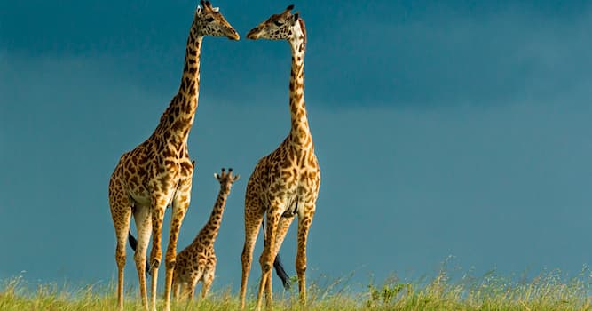 Nature Question: Comment les girafes mettent-elles bas ?