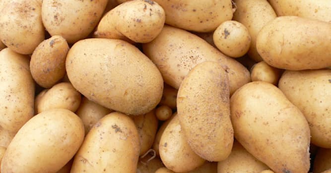 Natuur Trivia Vraag: Welke van de volgende is de aardappel?