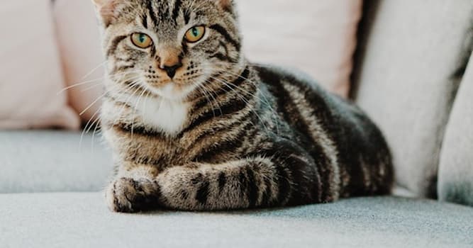 Doğa Trivia Sorusu: Hangi hayvanın bilimsel adı "Felis catus"tur?